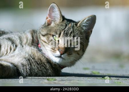 cute stripped cat portrait while sleeping on a park alley Stock Photo