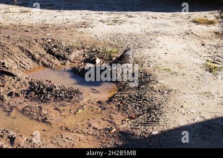 A stray cat drinks water from a puddle close up Stock Photo