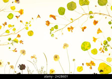 Pressed flowers and leaves on a white background Stock Photo