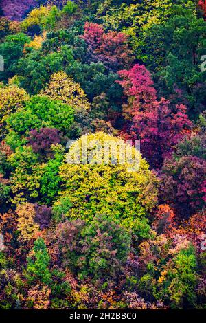 Colorful forest trees in autumn in mountain. Multi colored treetops in autumn. Stock Photo