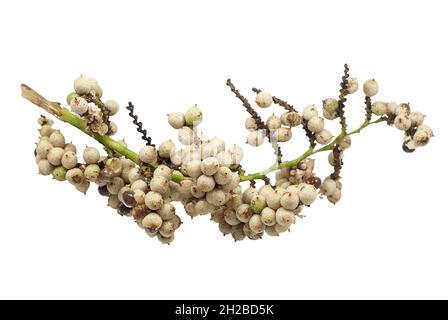 Rattan palm fruit isolated on white background Stock Photo