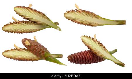 Zingiber Zerumbet flower isolated on white background Stock Photo