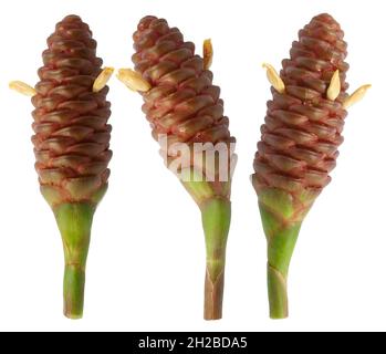Zingiber Zerumbet flower isolated on white background Stock Photo