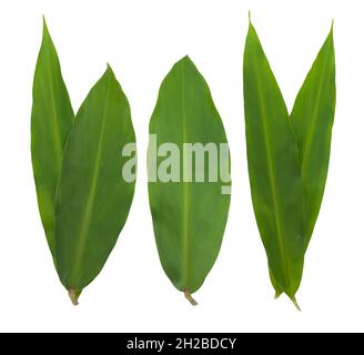 Turmeric leaf isolated on white background Stock Photo