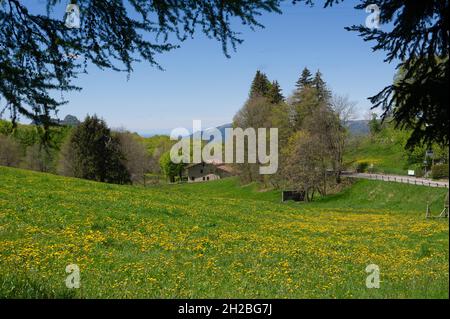 Italy, Lombardy, Province of Lecco, Belvedere of the Valentino park at Pian dei Resinelli. View of Lake Como, branch of Lecco. Field of yellow flowers Stock Photo