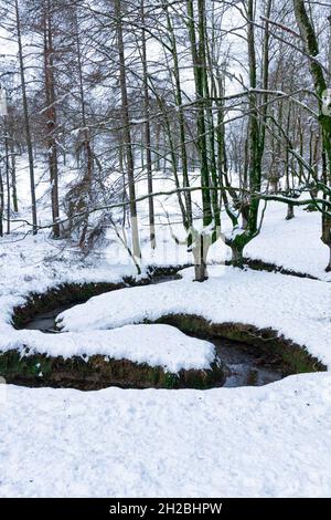otzarreta beech forest in the snowy basque country on a winter day