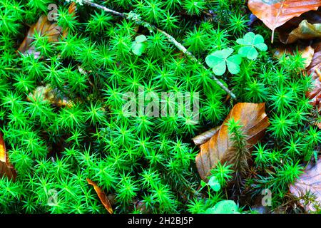 Common Hairmoss growing on a Forest Floor at Autumn. Hamsterly Forest, County Durham, England, UK. Stock Photo