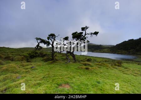 Characteristic vegetation around Lagoa Do Capitao, Pico island, Azores Stock Photo