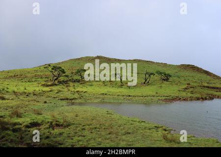 Characteristic vegetation around Lagoa Do Capitao, Pico island, Azores Stock Photo
