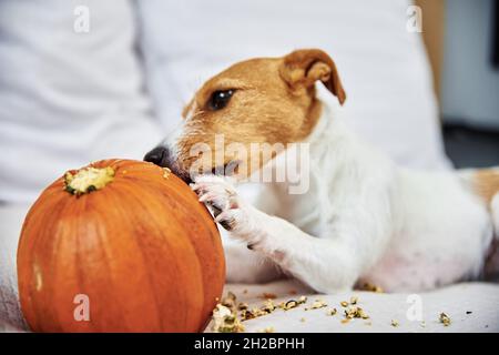 Jack Russell terrier dog gnaw orange pumpkin. Funny pet. Stock Photo