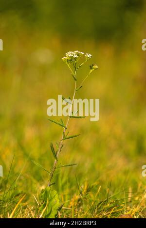 Flowers of Achillea millefolium, commonly known as yarrow Stock Photo