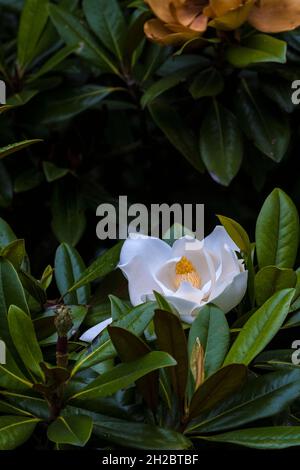 The spectacular bloom of Magnolia grandiflora tree. Stock Photo