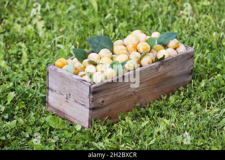 Yellow plums with green leaves. Fresh ripe fruits in wooden box on green grass in summer garden. Stock Photo