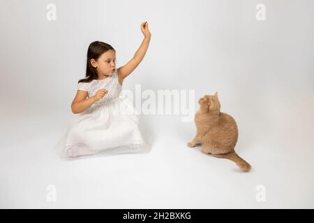 full-length charming girl in white dress sit cross-legged and trains red-haired British cat, isolated on white background with copy space Stock Photo