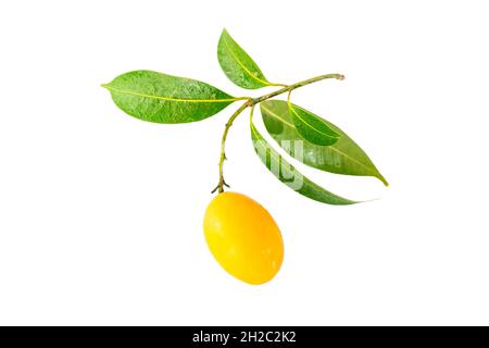 Marian Plum and green leaves in the same bunch isolated on white background Stock Photo