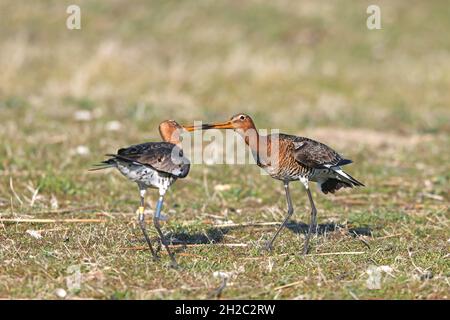 black-tailed godwit (Limosa limosa), territorial fight of two males in greenland, Netherlands, Frisia Stock Photo