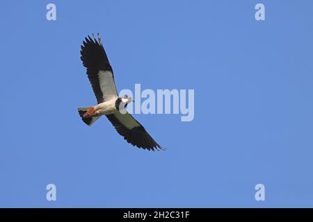 northern lapwing (Vanellus vanellus), male in flight in the blue sky, view from below, Netherlands, Frisia Stock Photo