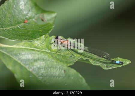 common ischnura, blue-tailed damselfly (Ischnura elegans), female of f. rufescens sits on an alder leaf, Netherlands, Frisia, De Deelen Stock Photo