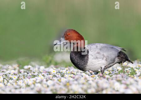 common pochard (Aythya ferina, Anas ferina), drake in a sea of daisies, side view, Netherlands, Lauwersmeer National Park Stock Photo
