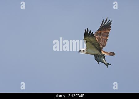 osprey, fish hawk (Pandion haliaetus), in flight with a fish in its claws, Netherlands, Frisia, Ijsselmeer Stock Photo