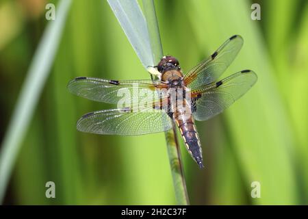 four-spotted libellula, four-spotted chaser, four spot (Libellula quadrimaculata), female sits on a blade of reed, Netherlands, Frisia, De Deelen Stock Photo