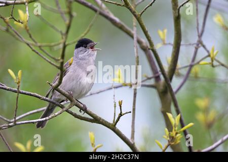 blackcap (Sylvia atricapilla), singing male in a shrub, Netherlands, Frisia Stock Photo