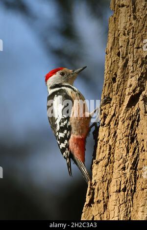 middle spotted woodpecker (Picoides medius, Dendrocopos medius, Leiopicus medius, Dendrocoptes medius), sitting at an oak trunk, Netherlands, Frisia Stock Photo