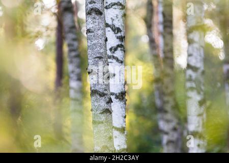 common birch, silver birch, European white birch, white birch (Betula pendula, Betula alba), trunks in a brich forest, Germany, Mecklenburg-Western Stock Photo
