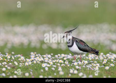northern lapwing (Vanellus vanellus), female stands in a meadow with daisies, Netherlands, Frisia, Lauwersmeer National Park Stock Photo