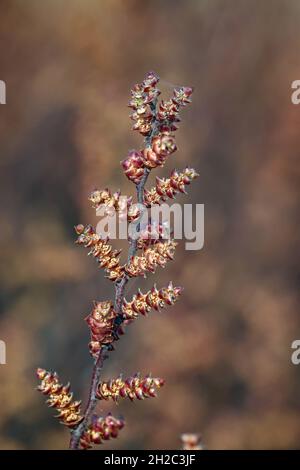 bog myrtle, sweet gale, sweet bayberry (Myrica gale, Gale palustris), Netherlands, Frisia, Fochteloerveen Stock Photo