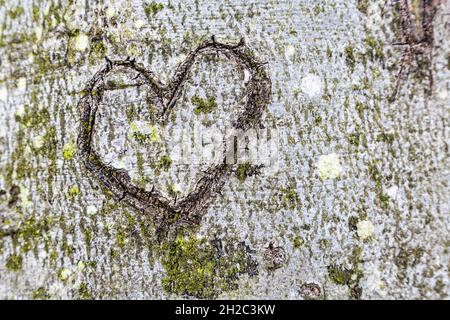 common beech (Fagus sylvatica), heart carved in the bark of a beech trunk, Germany, Mecklenburg-Western Pomerania, NSG Gespensterwald Nienhagen Stock Photo