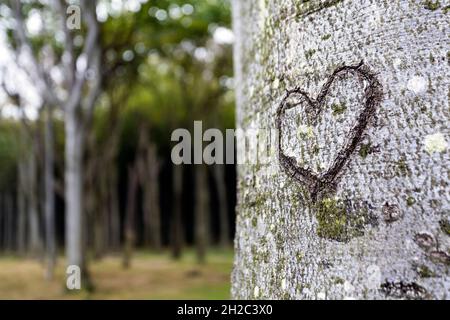 common beech (Fagus sylvatica), heart carved in the bark of a beech trunk in a beech forest, Germany, Mecklenburg-Western Pomerania, NSG Gespensterwal Stock Photo