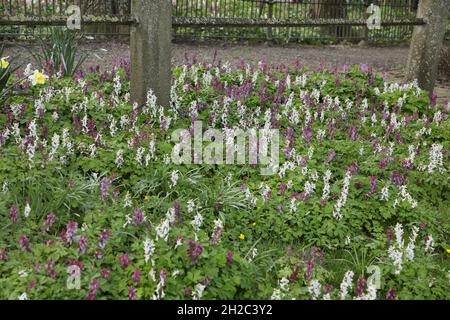bulbous corydalis, fumewort (Corydalis cava, Corydalis bulbosa), blooming, Netherlands, Frisia Stock Photo