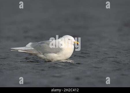 Iceland gull (Larus glaucoides), Adult stands in shallow water, Netherlands, Northern Netherlands Stock Photo