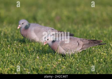 stock pigeon (Columba oenas), pair foraging in a meadow, Netherlands, Frisia Stock Photo