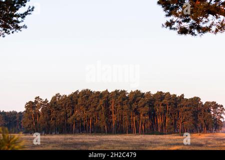 Scotch pine, Scots pine (Pinus sylvestris), Pine forest in morning light at the Mueritz National Park, Germany, Mecklenburg-Western Pomerania, Muritz Stock Photo