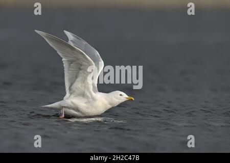 Iceland gull (Larus glaucoides), adult takes off from shallow water, Netherlands, Northern Netherlands Stock Photo