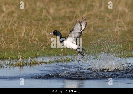 tufted duck (Aythya fuligula), drake takes off water, Netherlands, Frisia, Workum Stock Photo