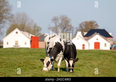 Two cows sisterly graze in a green pasture and a blue sky, a farm in the background Stock Photo