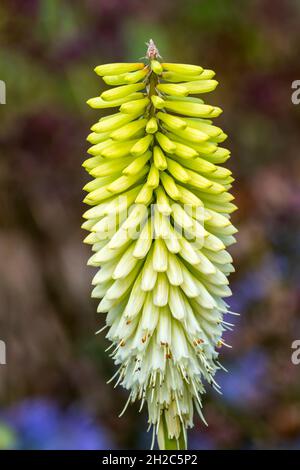 Kniphofia 'Ice Queen' a summer autumn fall flowering plant with a yellow green summertime flower commonly known as Red Hot Poker, stock photo image Stock Photo