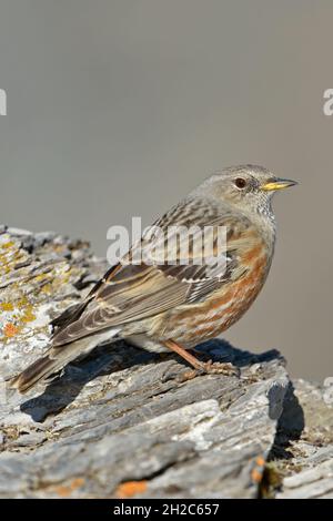 Alpine accentor ( Prunella collaris ) perched on a rock in high mountain terrain of Swiss alps, survivalist in hard weather conditions, wildlife, Euro Stock Photo