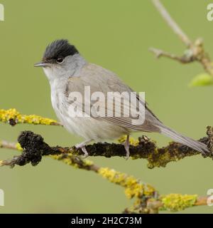 Male Blackcap ( Sylvia atricapilla ), adult male in breeding dress, perched on dry branches of an elder bush, wildlife, Europe (Germany). Stock Photo