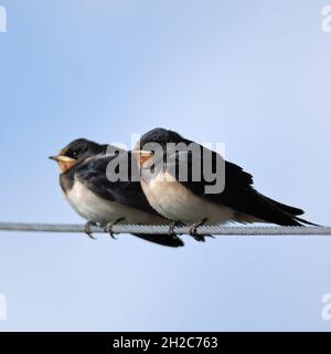 Two young fledged Barn Swallows ( Hirundo rustica ) perched, sitting on a power supply line, waiting for food, wildlife, Europe. Stock Photo
