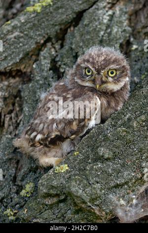 Little Owl ( Athene noctua ), cute young fledling, little chick, owlet, sitting, hiding in bark of a tree with its yellow eyes wide open, wildlife, Eu Stock Photo
