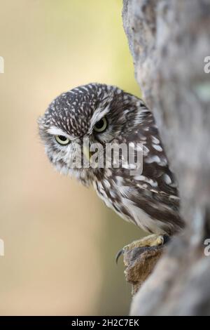 Little Owl / Minervas Owl ( Athene noctua ) perched in a wall of rocks, half hidden, looks serious down to the ground, wildlife, Europe. Stock Photo