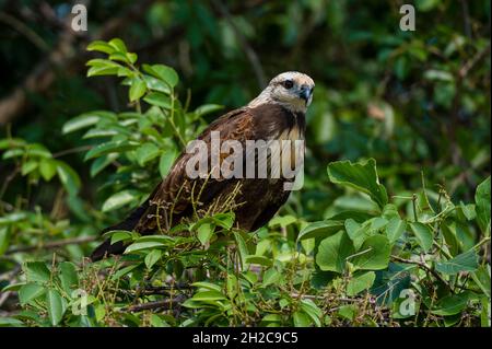 A Young black-collared hawk, Busarellus nigricollis, perched on a tree branch. Mato Grosso Do Sul State, Brazil. Stock Photo