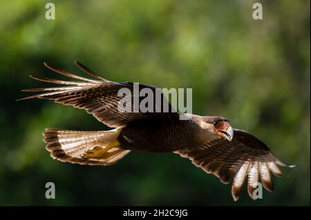 A Crested caracara, Polyborus plancus, in flight. Mato Grosso Do Sul State, Brazil. Stock Photo