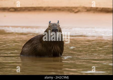 A Capybara, Hydrochaeris hydrochaeris, standing in a river. Mato Grosso Do Sul State, Brazil. Stock Photo