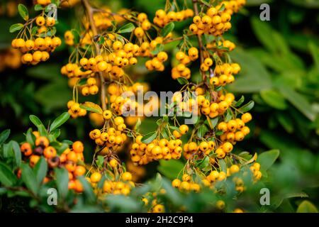 Small yellow and orange fruits or berries of Pyracantha plant, also known as firethorn in a garden in a sunny autumn day, beautiful outdoor floral bac Stock Photo