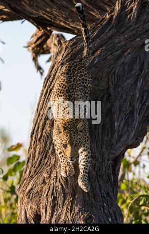 A leopard, Panthera pardus, leaping down from a tree. Savuti, Chobe National Park, Botswana Stock Photo